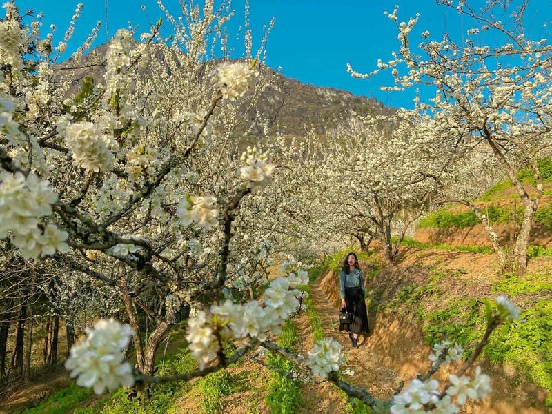 Gợi ý cách chụp ảnh hoa mận Sapa thật thơ