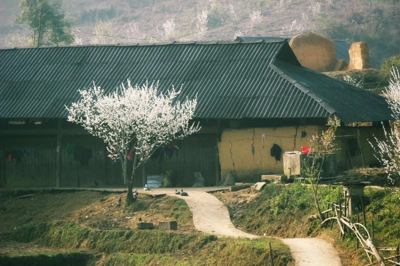 Lặng ngắm bình minh hoa mận nhẹ nhàng tinh khôi