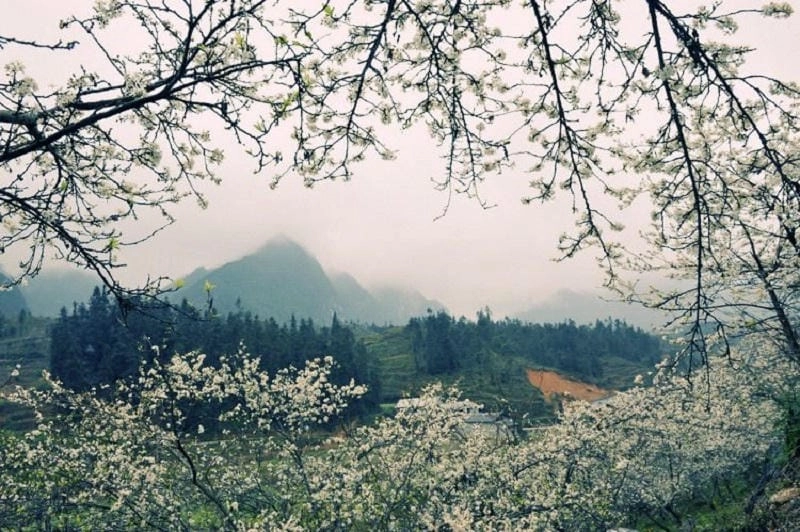 Mơ màng giữa sương mù hoa mận trắng xóa