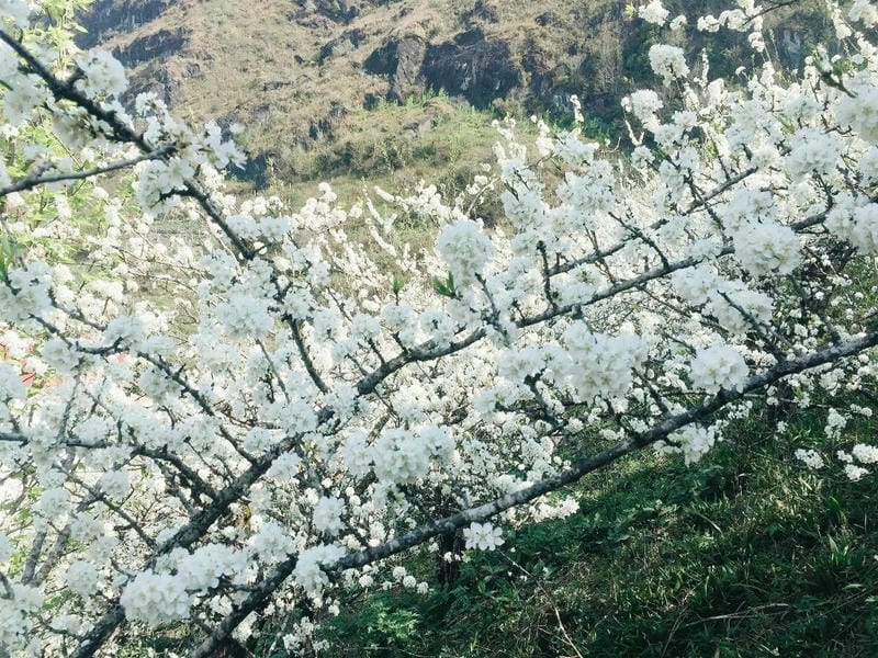 Nắm bắt khoảnh khắc hoa mận nở rộ tinh khôi