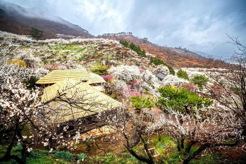 Mùa xuân Hàng Châu ngập tràn sắc hoa mận