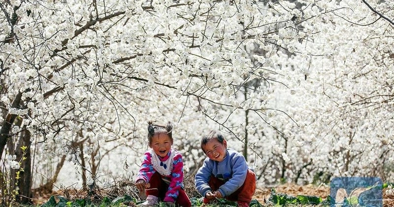 Đồi hoa mận đẹp ngỡ ngàng