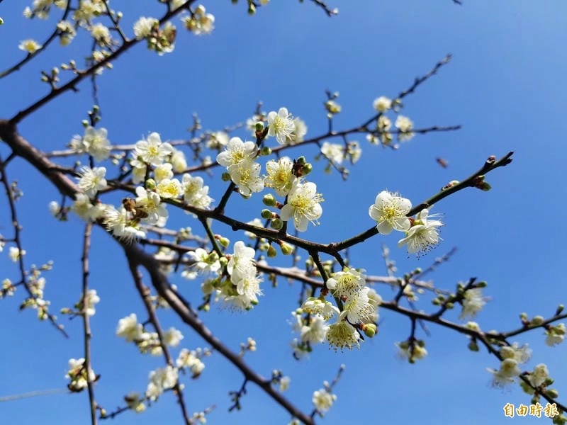 Bình minh hoa mận ở Trung Quốc đẹp đến nao lòng