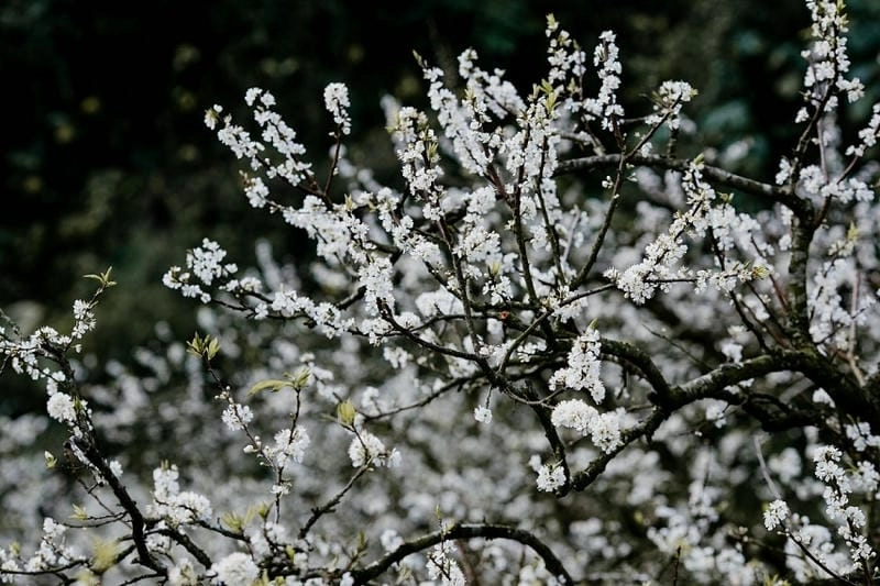 Mùa xuân Yên Bái thơ mộng hòa quyện sắc hoa mận rực rỡ