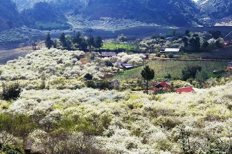 Đồi hoa mận Yên Bái phủ trắng xóa khung trời mùa xuân