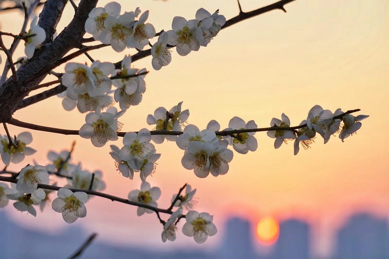 Hoàng hôn Yên Bái ngập tràn sắc hoa mận vàng rực rỡ