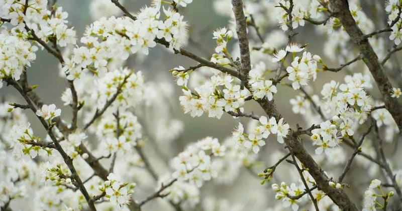 Sương mù bao phủ hoa mận Yên Bái tạo cảnh sắc mơ màng