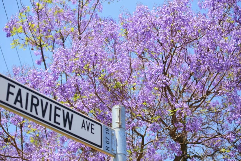 Ảnh hoa phượng tím Nam Phi rực rỡ