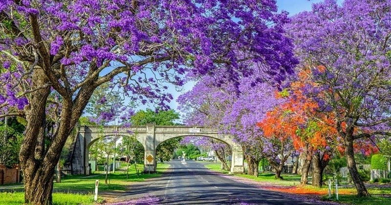 Vẻ đẹp mùa hoa phượng tím Nam Phi đẹp mê hồn