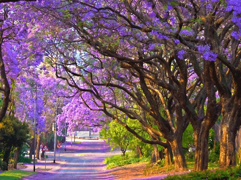 Mùa xuân Cape Town hoa phượng tím rực rỡ