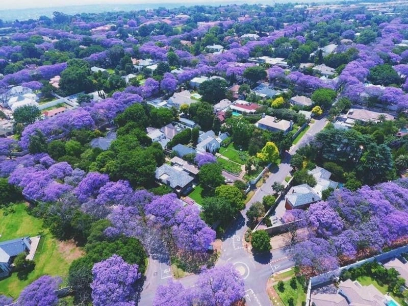 Vườn Kirstenbosch mùa hoa phượng tím Nam Phi