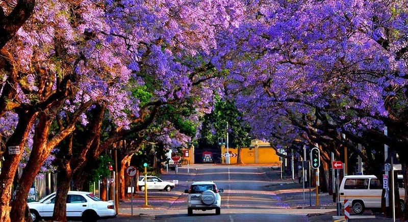 Mùa hoa phượng tím nở rộ khắp Nam Phi