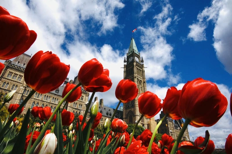 Ảnh hoa tulip Canada đẹp rực rỡ và lãng mạn