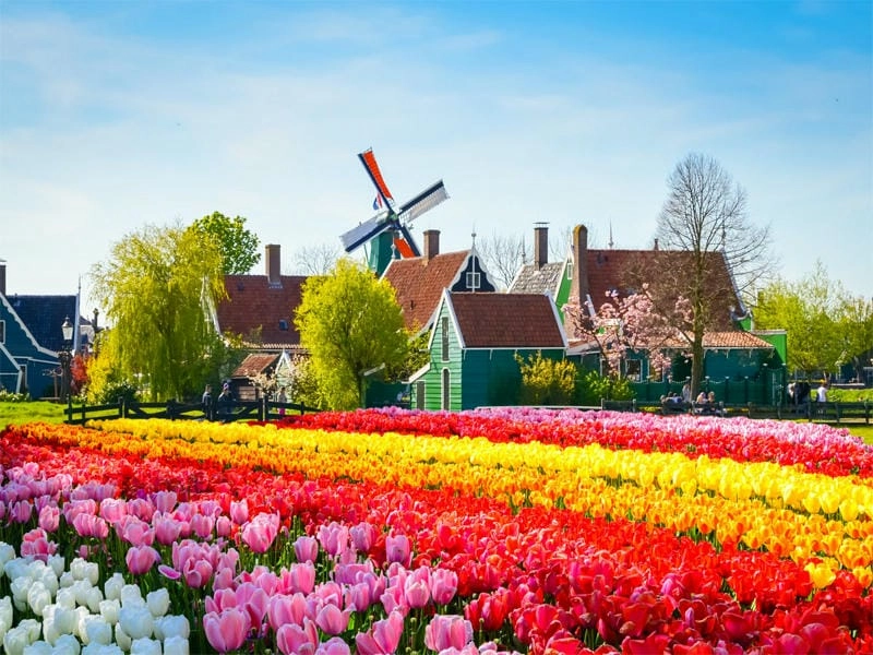 Tulip rực rỡ báo hiệu mùa xuân đã về trên đất Canada