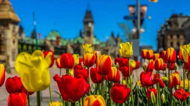 Vẻ đẹp rực rỡ của mùa xuân hoa tulip Canada khiến lòng người xao xuyến