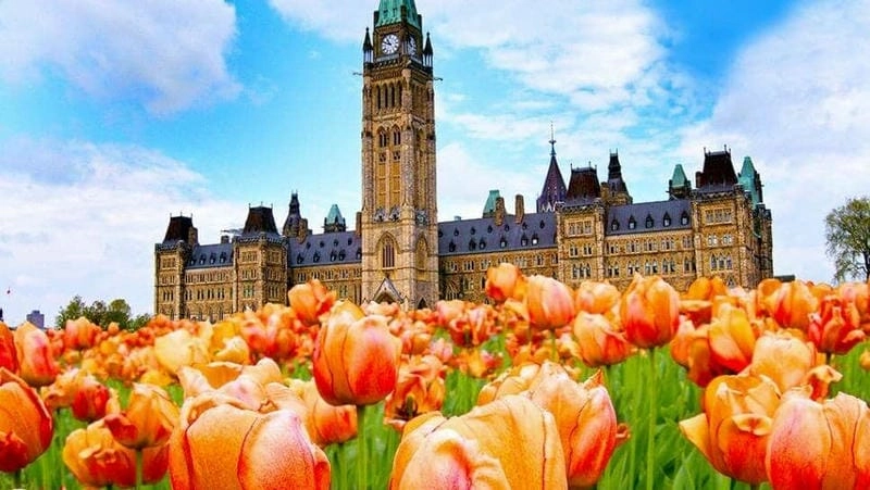 Mùa xuân Ottawa ngập tràn sắc hoa tulip