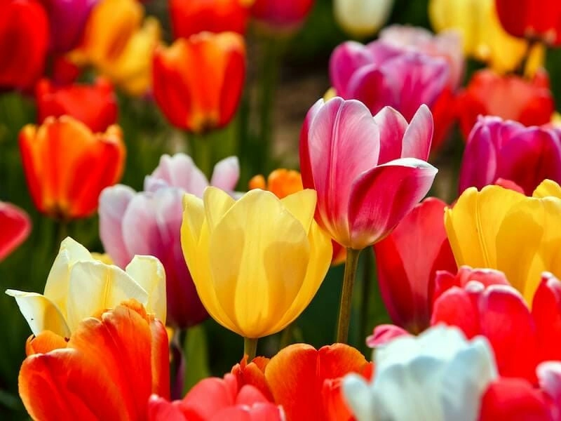 Lễ hội tulip Ottawa rộn ràng và vui tươi