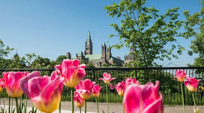 Bình minh tulip ở Canada đẹp đến nao lòng