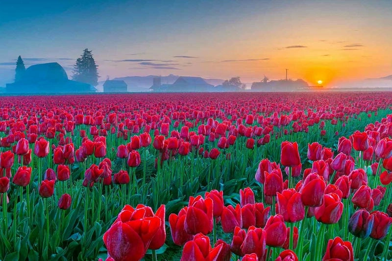 Hoàng hôn Canada lãng mạn bên những cánh đồng hoa tulip