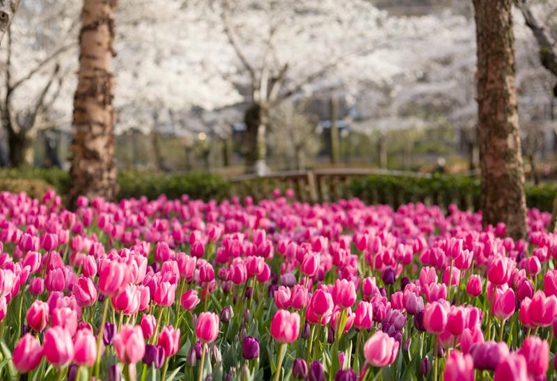 Sương mù tulip buổi sớm mai huyền ảo