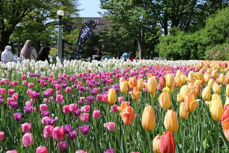 Canada thơ mộng với sắc hoa tulip