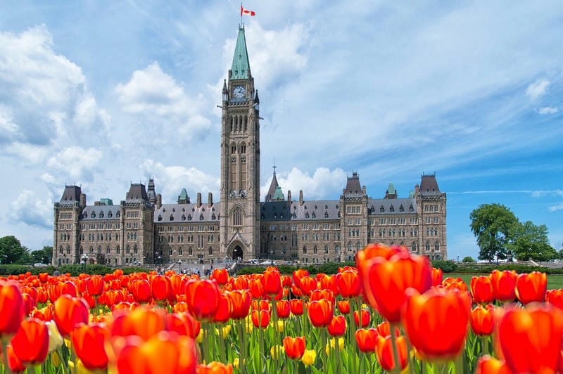 Những địa điểm ngắm hoa tulip nổi tiếng ở Canada làm say lòng người