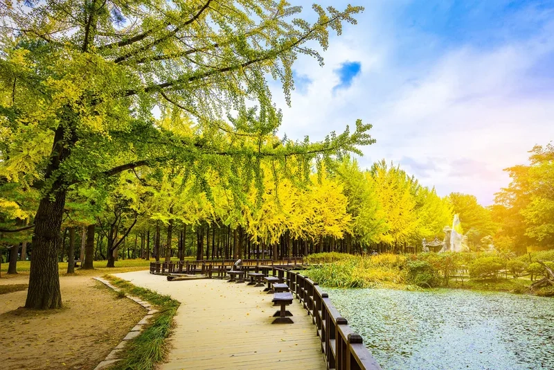 Hòa mình vào thiên nhiên yên bình tại Nami Island