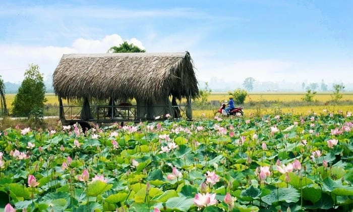 Thưởng ngoạn nhà chòi Đồng Tháp giữa khung cảnh Đồng Tháp thơ mộng