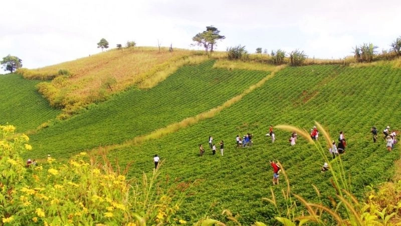 Du lịch Gia Lai trải nghiệm mùa hoa dã quỳ