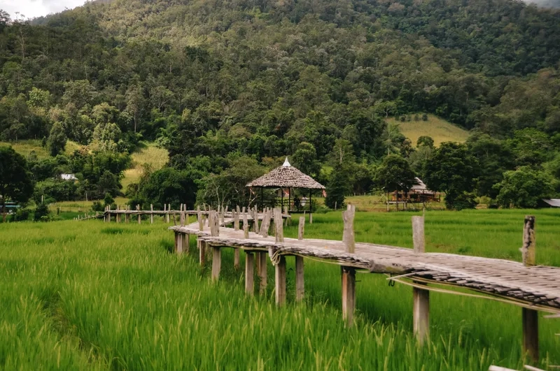 Pai yên bình với những cánh đồng xanh mát