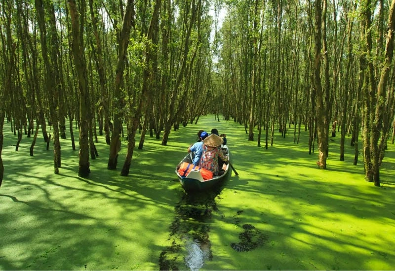 Rừng đước miền Tây xanh mát ở Đồng bằng sông Cửu Long