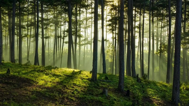 Hương thơm thoang thoảng trong rừng thông Lâm Đồng