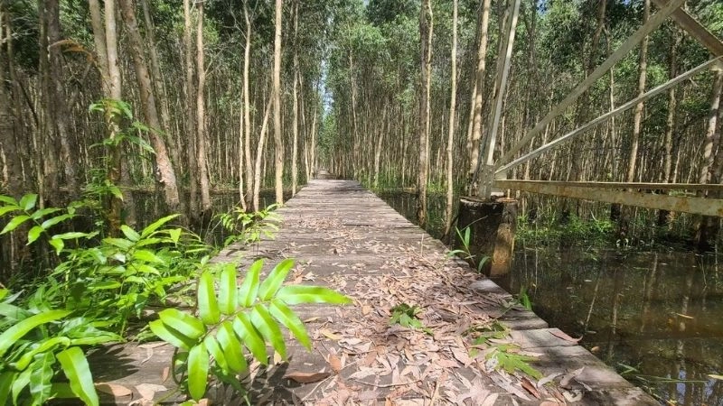 Ảnh Cà Mau đẹp lưu giữ vẻ đẹp hoang sơ thiên nhiên