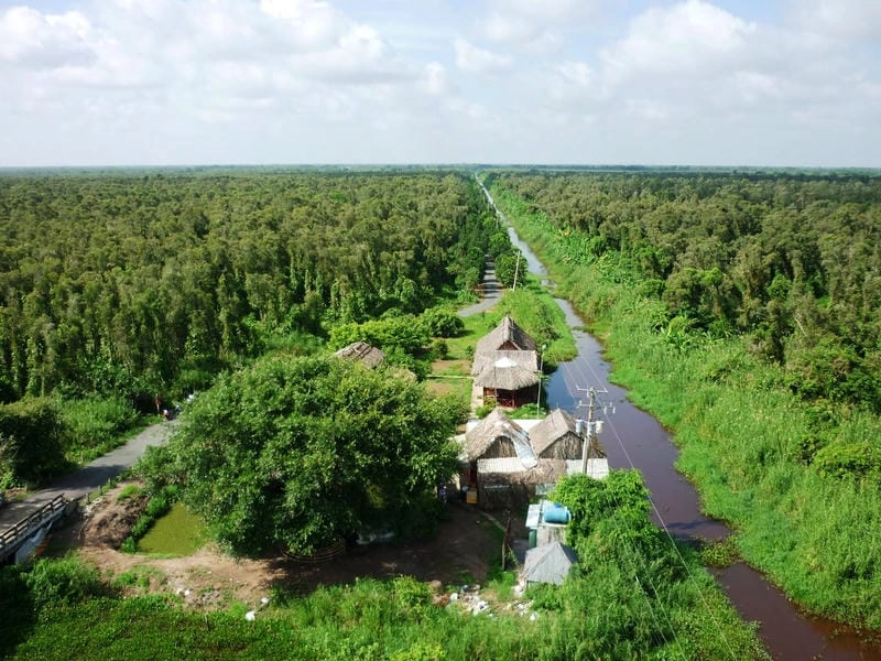 Rừng U Minh Thượng Cà Mau xanh mát bạt ngàn