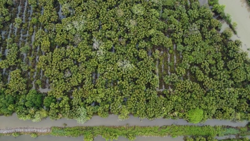 Thời điểm lý tưởng để đến sân chim Cà Mau