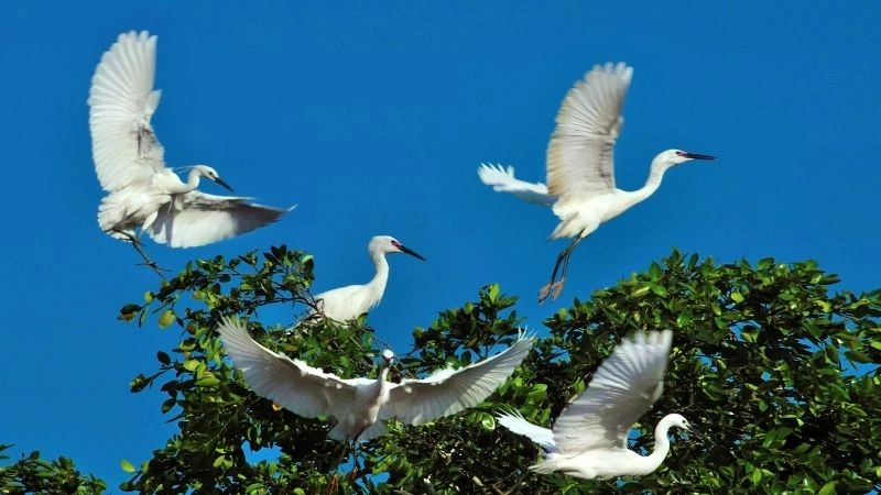 Kinh nghiệm cá nhân khi tham quan sân chim Cà Mau