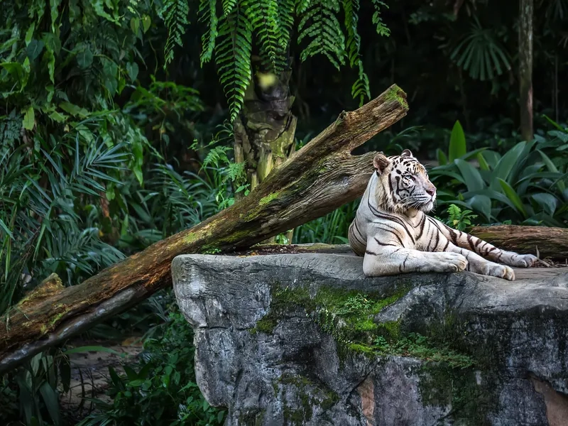 Khám phá thế giới động vật hoang dã tại Singapore Zoo