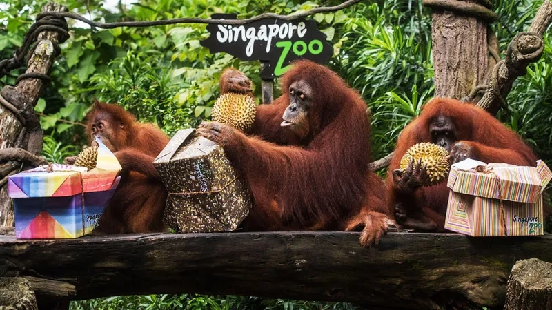 Singapore Zoo điểm đến lý tưởng cho cả gia đình