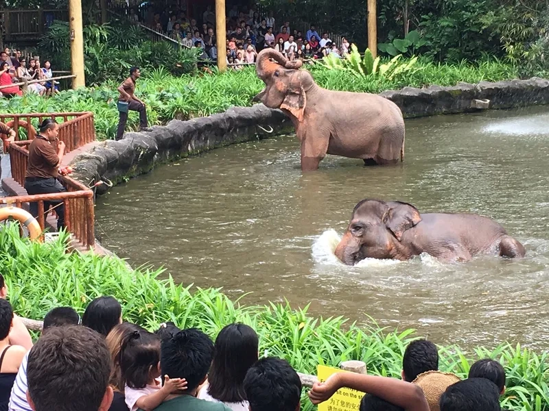 Thỏa sức chụp ảnh cùng động vật tại Singapore Zoo