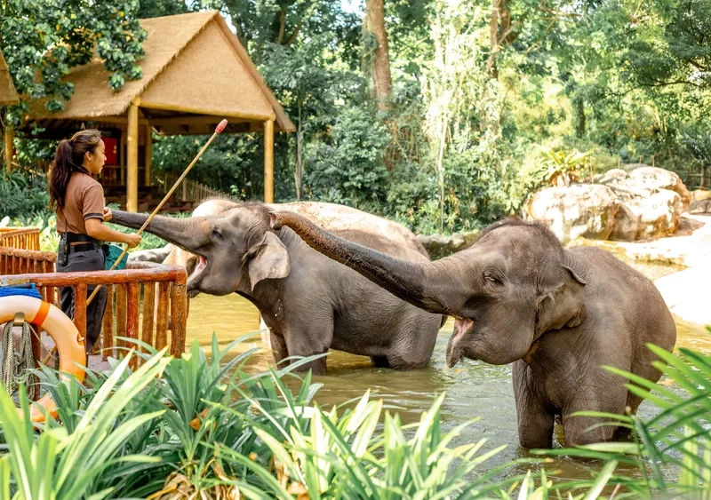 Cùng bạn bè khám phá thế giới tại Singapore Zoo