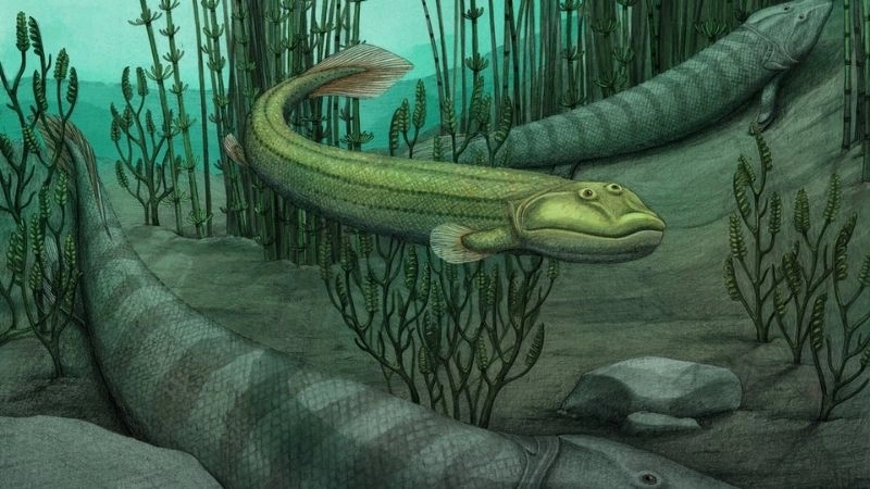 Sự tiến hóa của loài người