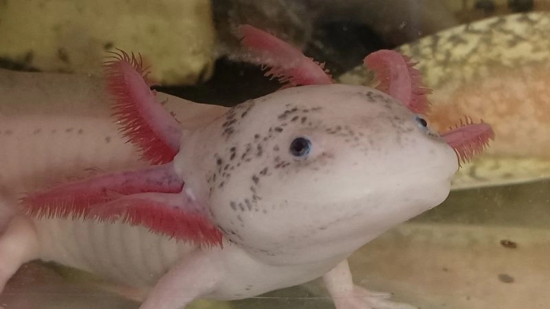 Sự tiến hóa của loài cá