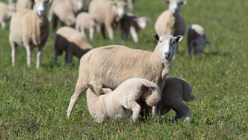 Từ khi nào động vật có vú vào kỷ