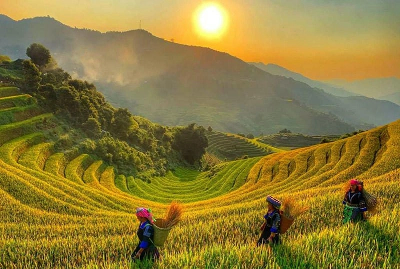 Lên Yên Bái đúng thời điểm lý tưởng ngắm lúa vàng rực