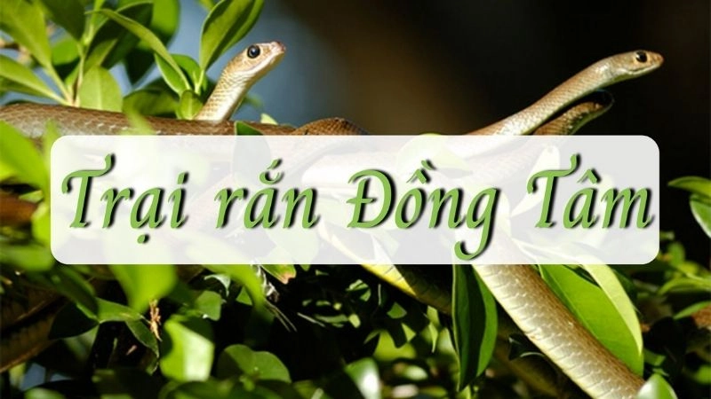 Trại rắn Đồng Tâm là một trong những cơ sở nuôi rắn lớn nhất cả nước