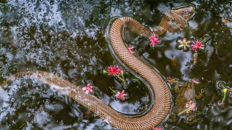 Thời điểm lý tưởng để đến thăm trại rắn Đồng Tâm