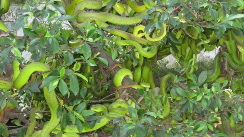 Cảnh quan Trại rắn Đồng Tâm xanh mát và rộng lớn