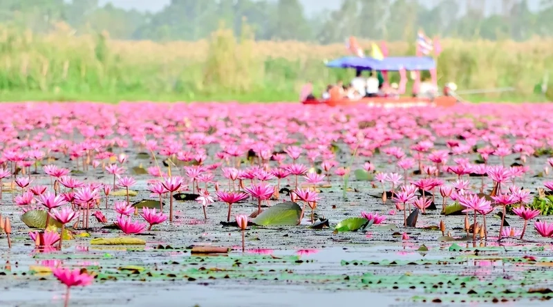 Cánh đồng hoa sen hồng tuyệt đẹp ở Udon Thani