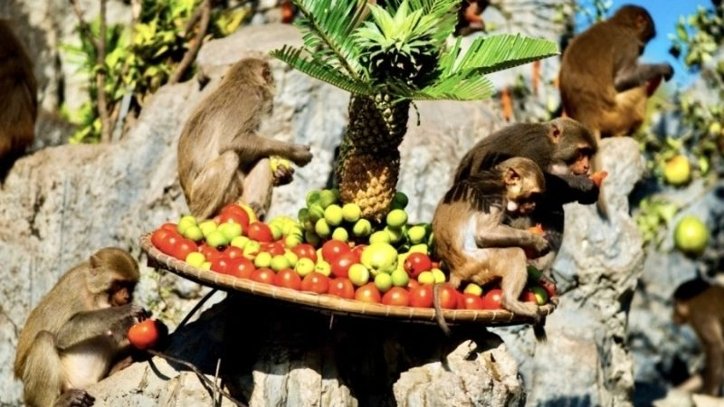 Đảo Khỉ Nha Phu hoang dã và vui nhộn độc đáo