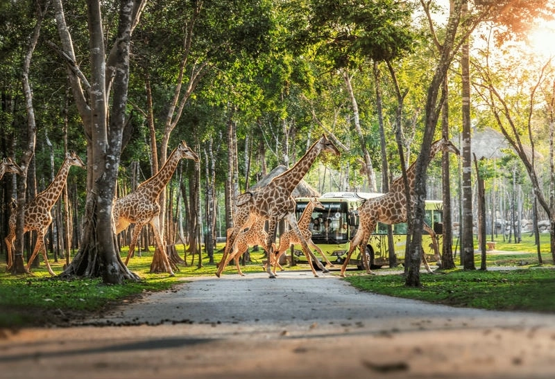 Vinpearl Safari Phú Quốc với thiên nhiên xanh mát